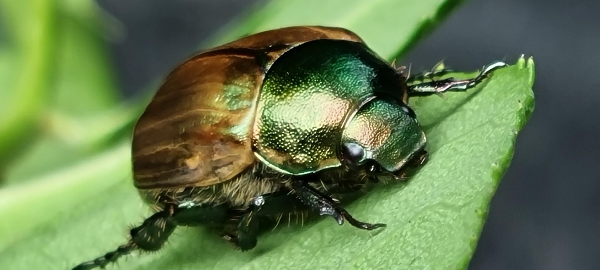 Käfer im Garten DigitalPHOTO