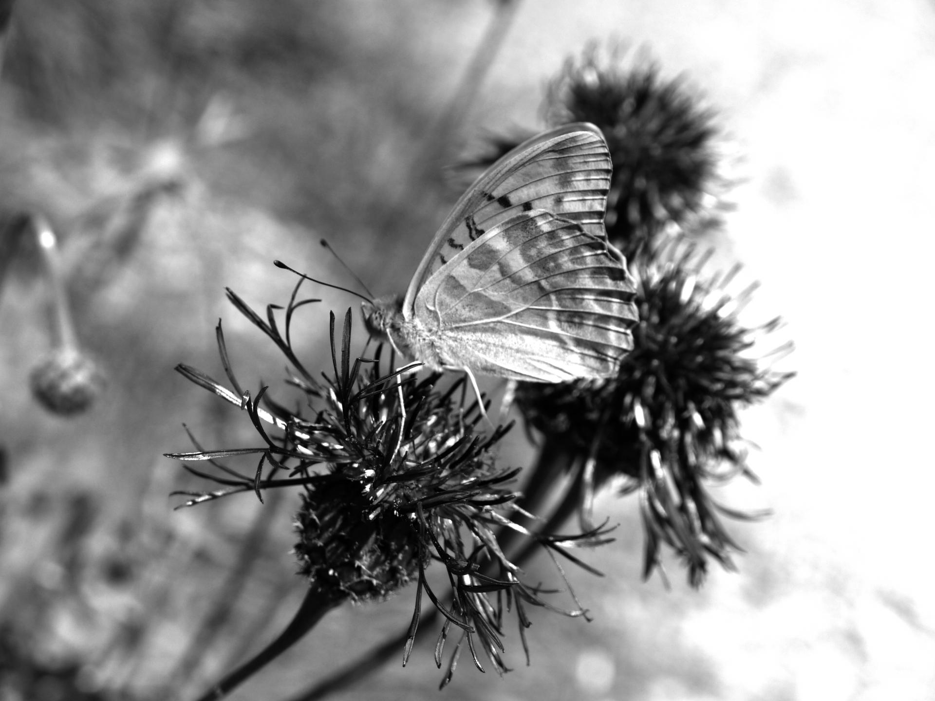 Der Schmetterling | DigitalPHOTO