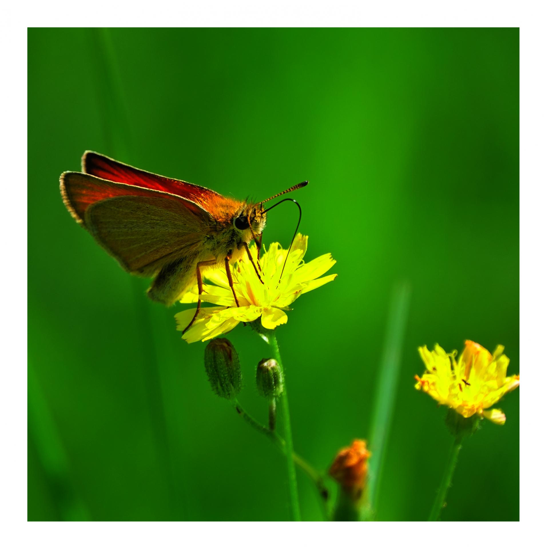 Schmetterling auf einer Blume | DigitalPHOTO