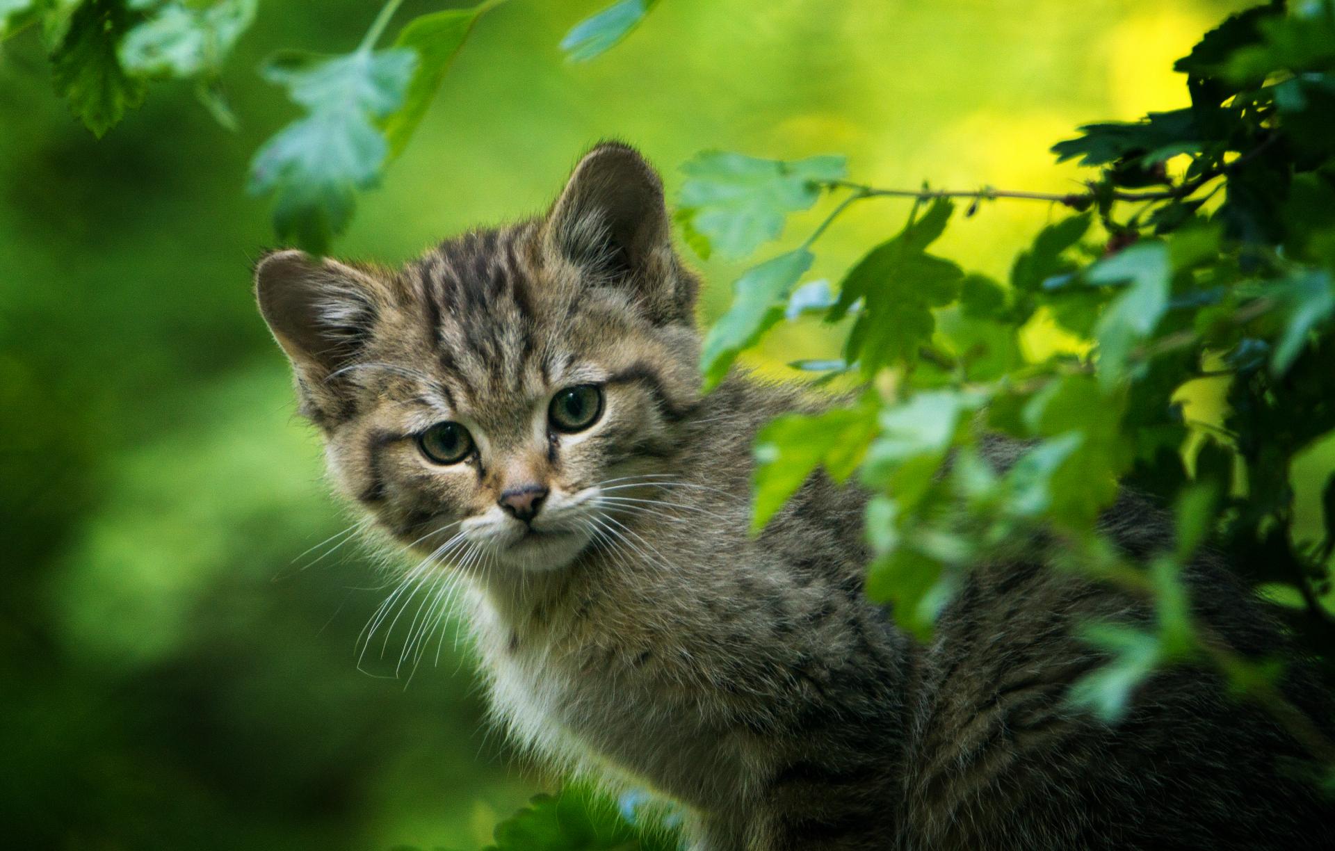 Europaische Wildkatze Digitalphoto