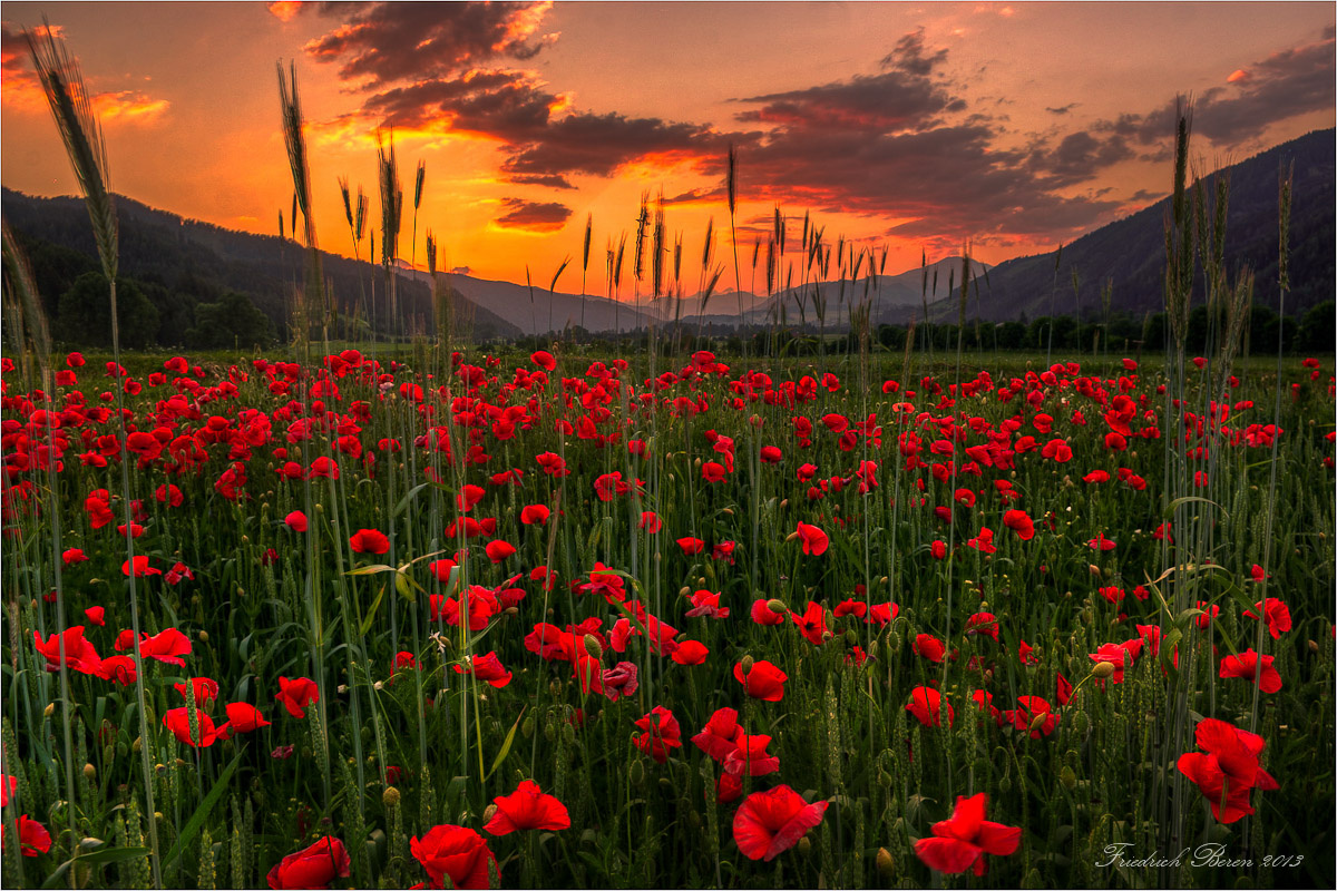 Mohnblumenwiese im Abendlicht | DigitalPHOTO