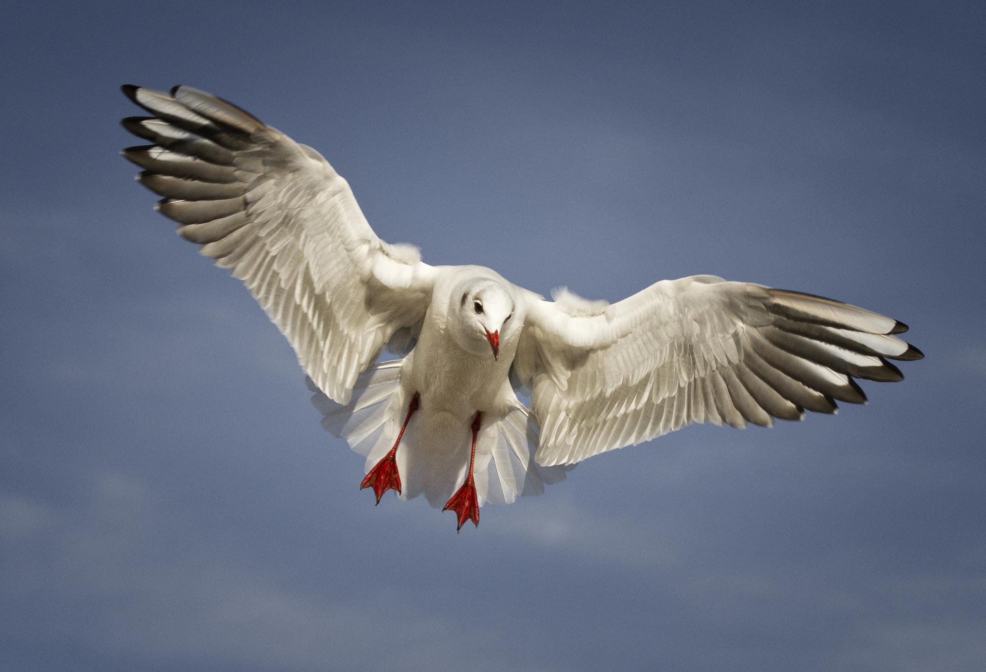 Flying | DigitalPHOTO