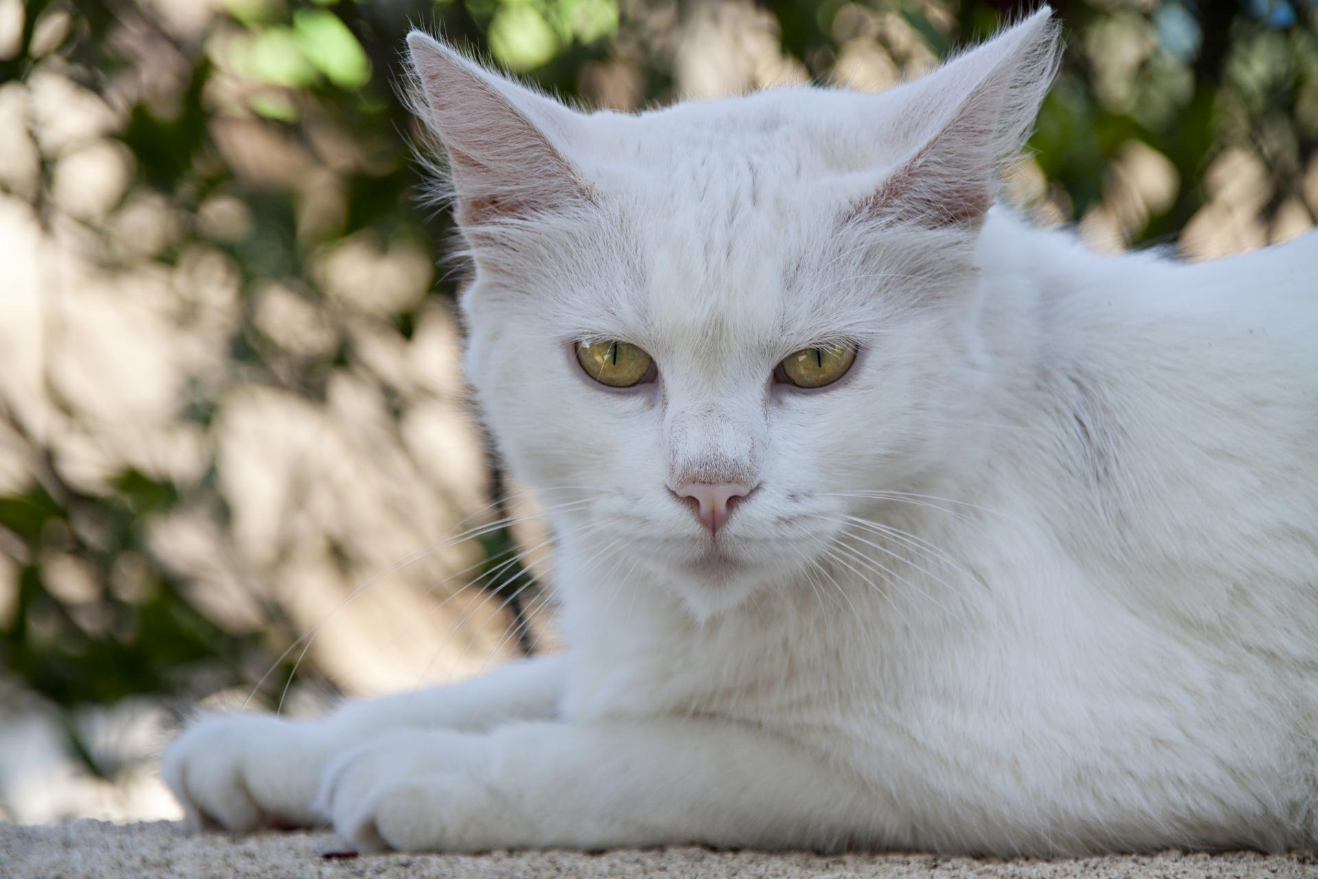 Weisse Katze | DigitalPHOTO