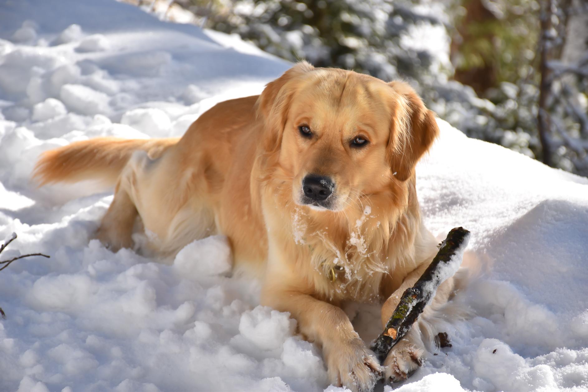Winter Hund DigitalPHOTO