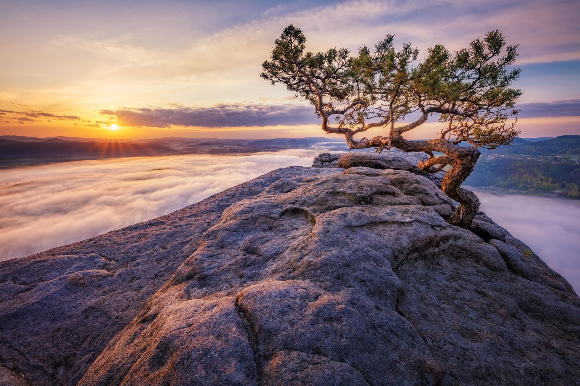 Baum Des Jahres 2019