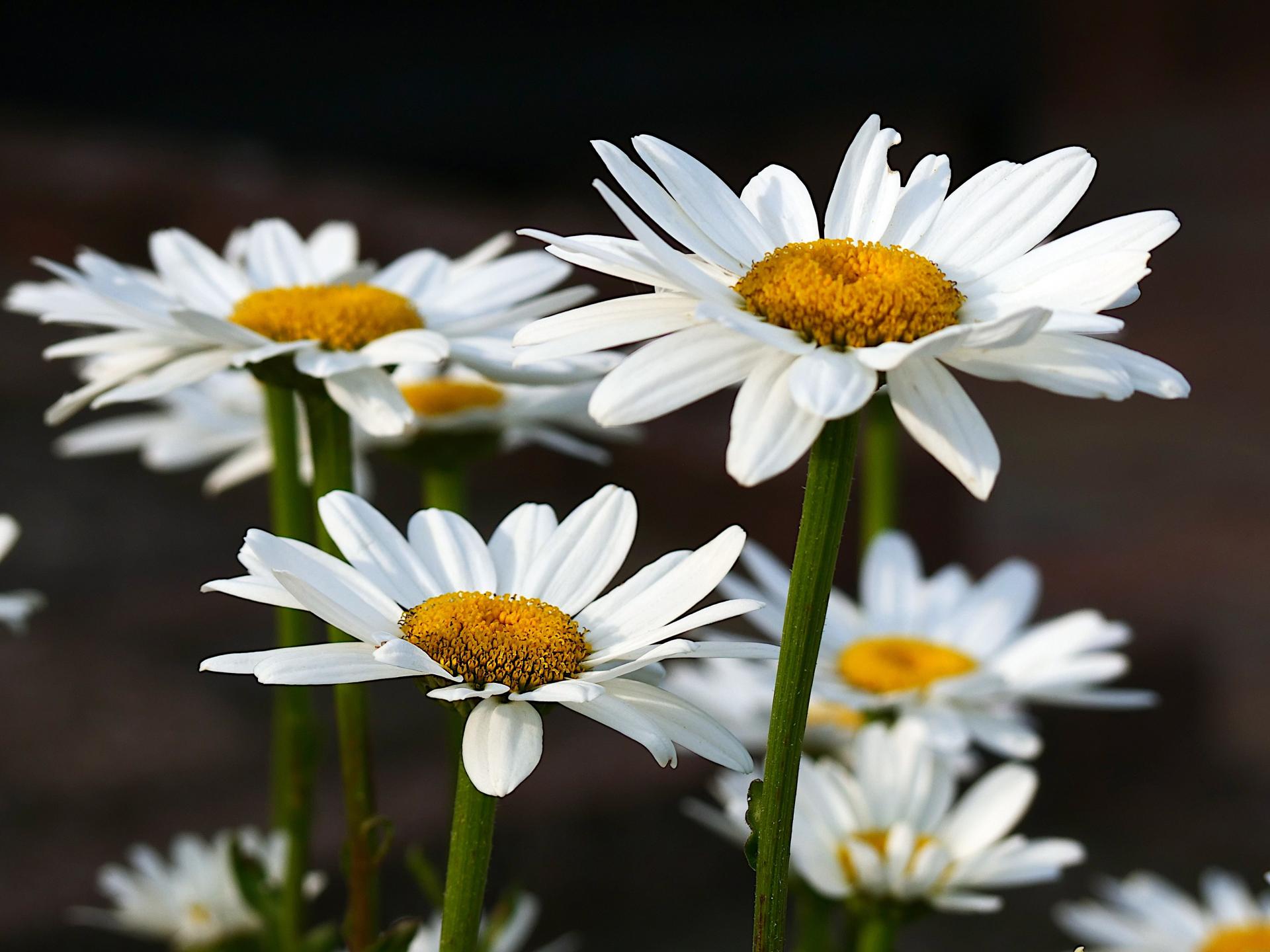 Margeriten Digitalphoto