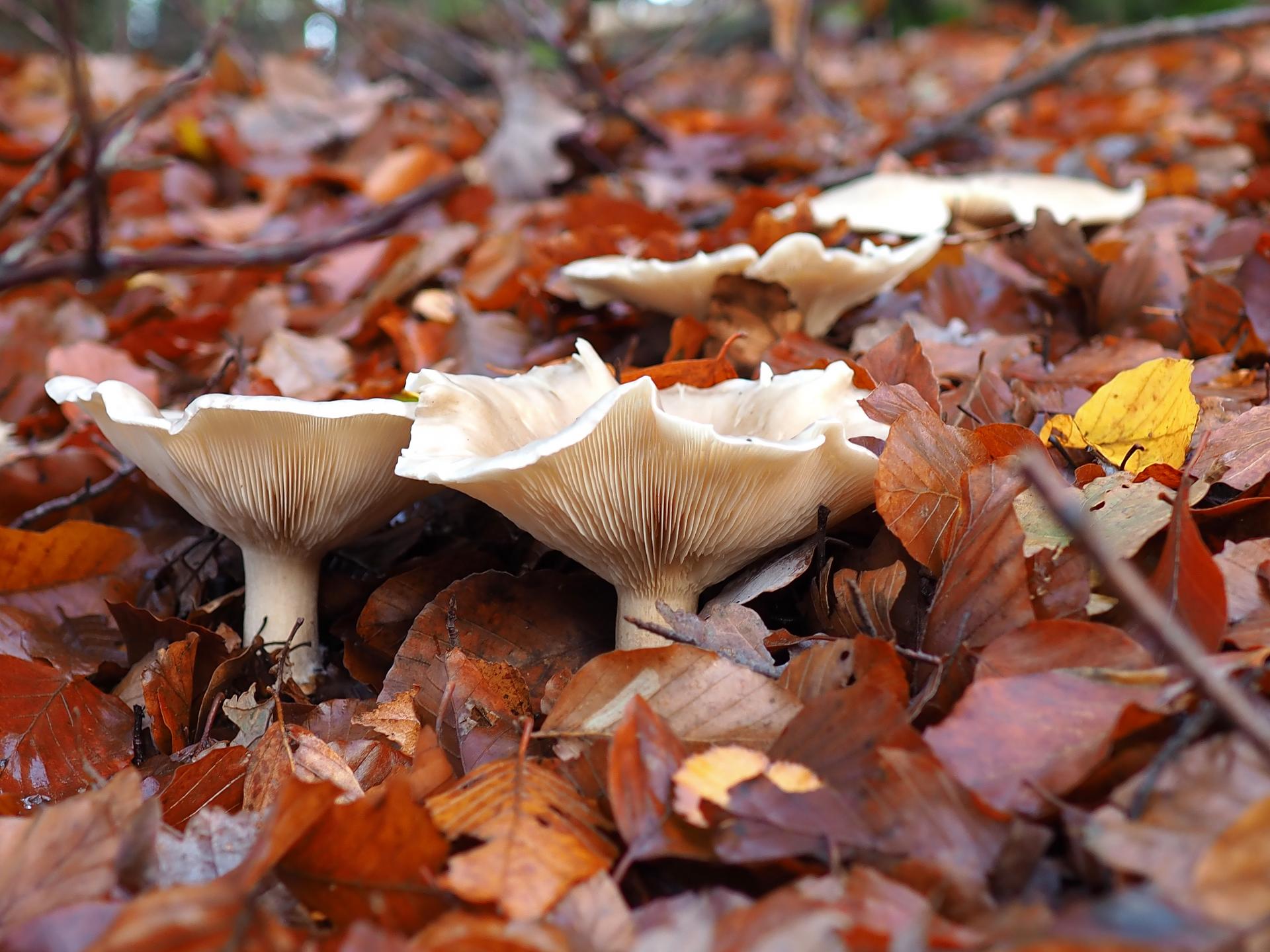 weiße Pilze im bunten Herbstlaub DigitalPHOTO