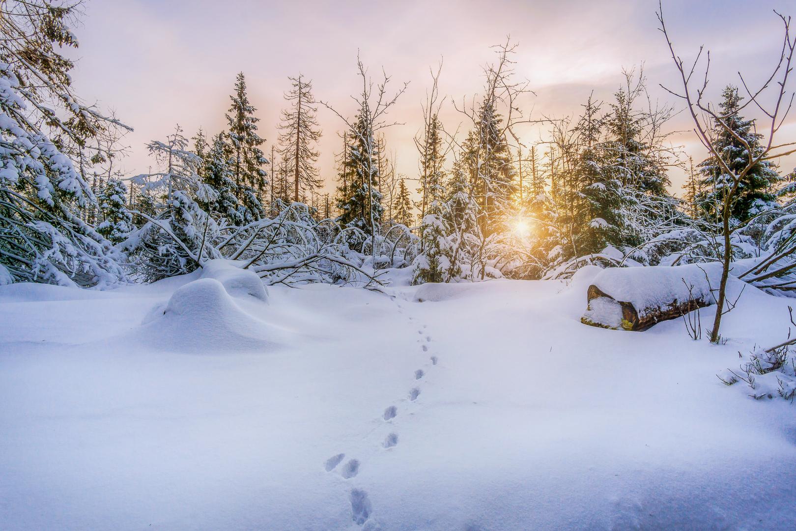 Spuren Im Schnee Digitalphoto