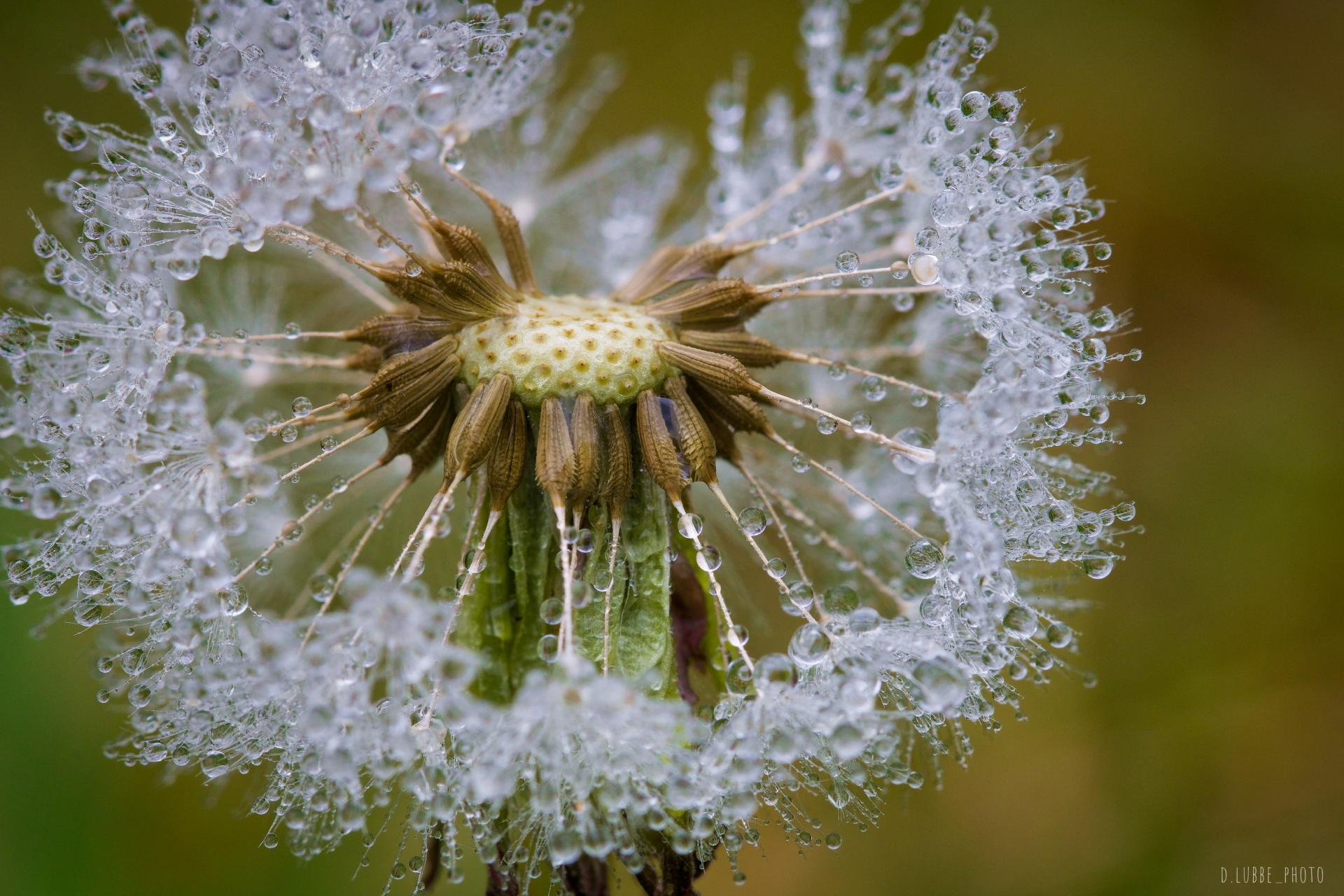 Pusteblume im Garten DigitalPHOTO