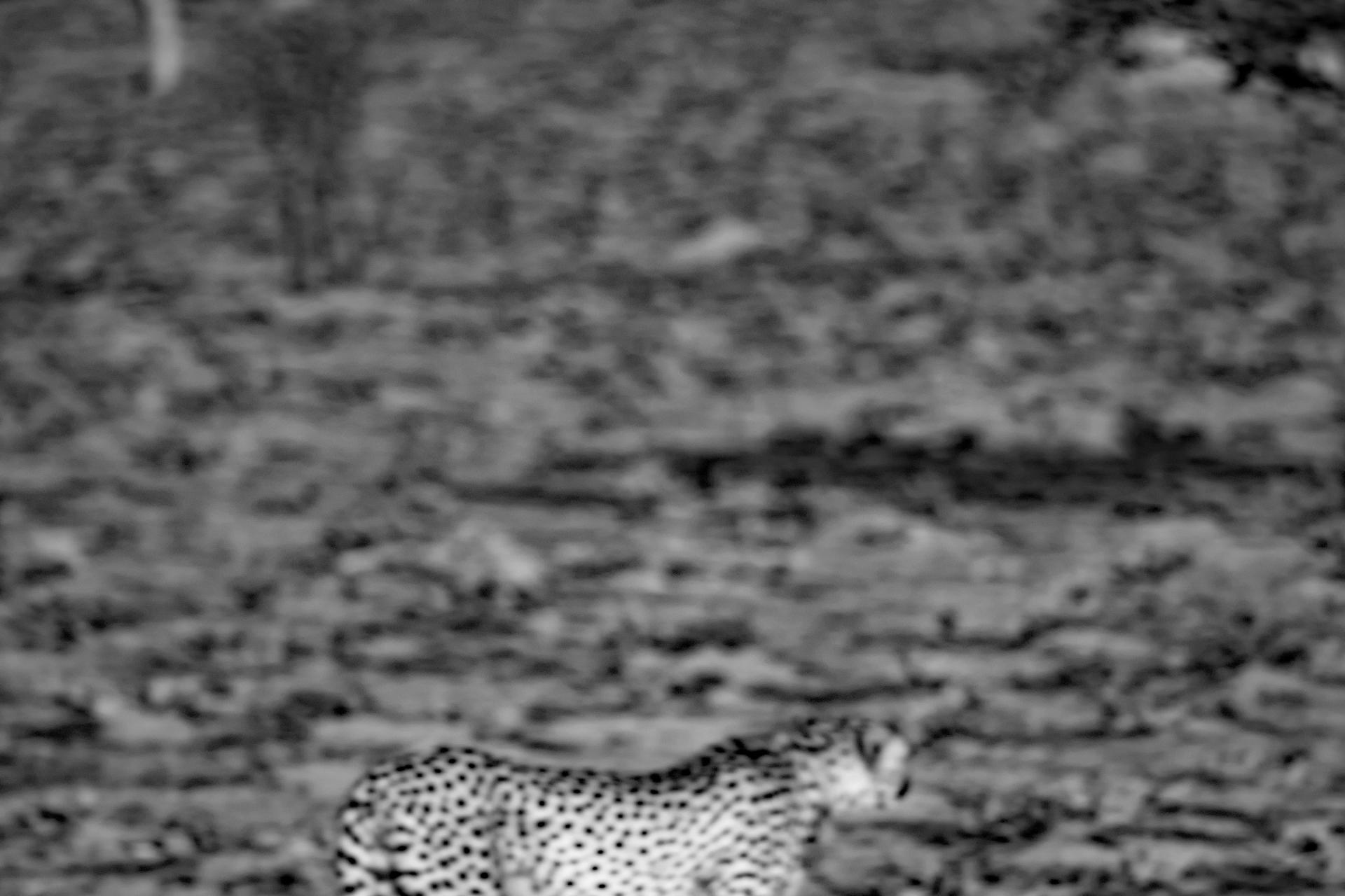 Leopard Schwarz Weiss Digitalphoto