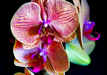 Leuchtende Orchidee