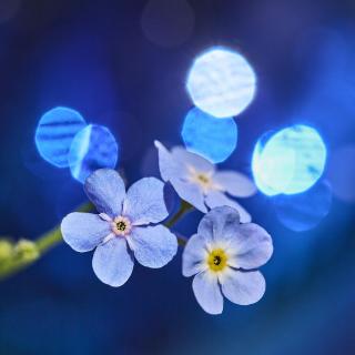 blue blossom 