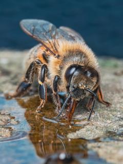 Biene trinkt Honigwasser