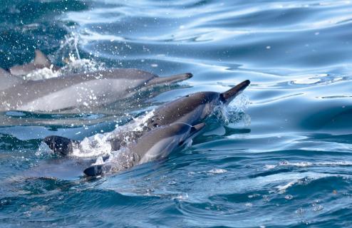 Delfine mit Jungtier Mauritius
