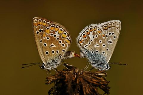 Schmetterlings-Paarung 