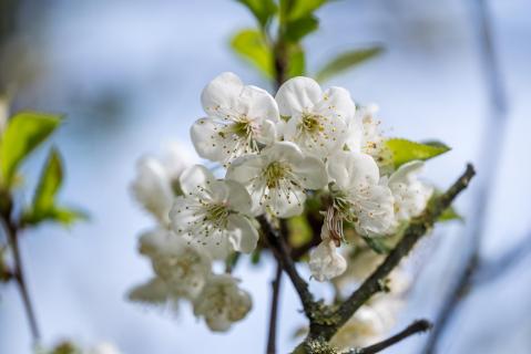 Sauerkirsch-Blüte - Sour cherry blossom