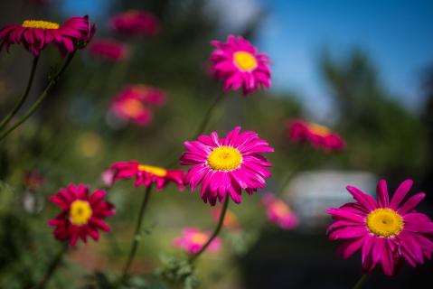 Bunte Margeriten - Colourful daisies