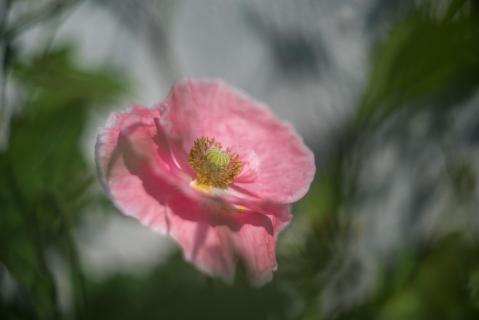 Poppy in pink