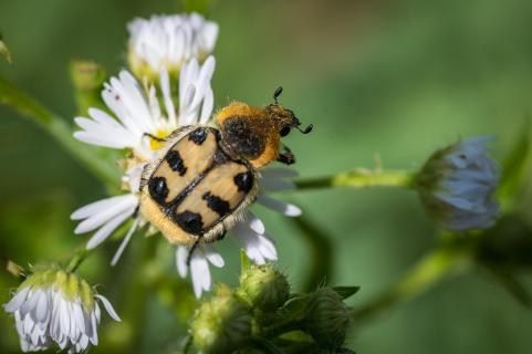 Pinselkäfer - Eurasian bee beetle