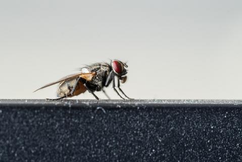 Stubenfliege - Housefly