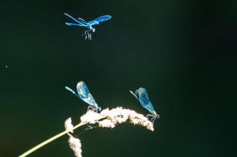 Tanz der Libellen - Dance of dragonflies