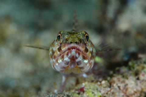 Lizardfish-Portrait