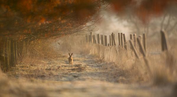 British Wildlife Photography Awards