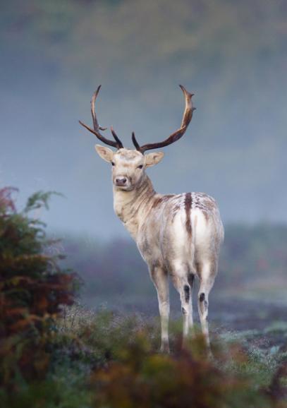 British Wildlife Photography Awards