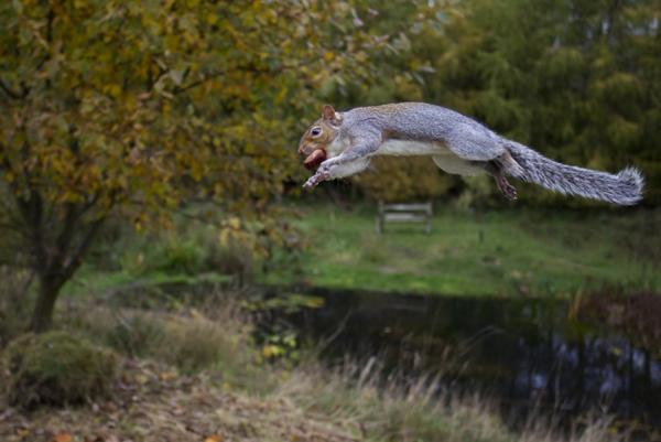 British Wildlife Photography Awards