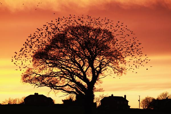 British Wildlife Photography Awards