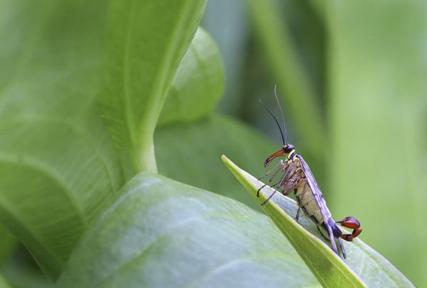 British Wildlife Photography Awards