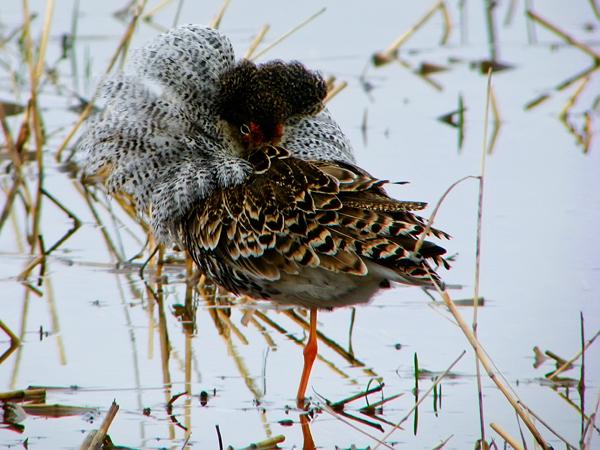 Digiscoper of the Year 2011