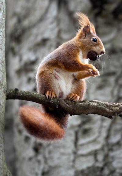 Tierisch gute Fotos aus der Lesergalerie