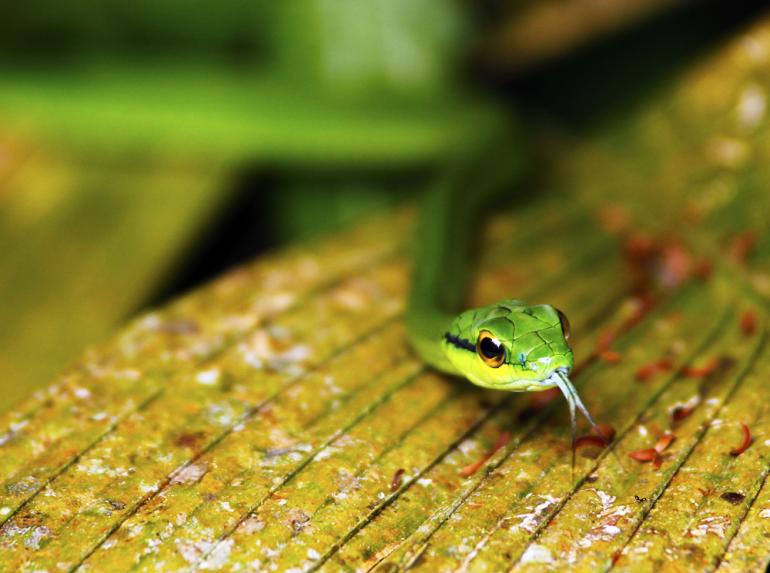 Snake U T Wolters, Canon, 200 mm, ISO 320, 1/250 sec, F/3.5