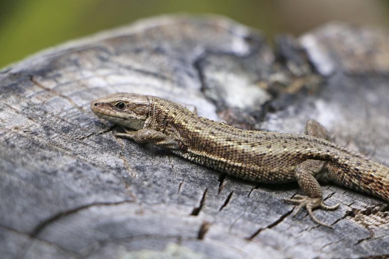 Technische Daten: Canon, 135mm, ISO 500, 1/200s, F/5.6