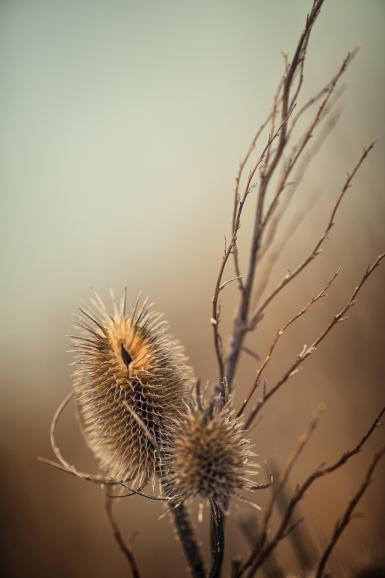 Technische Daten: Canon, 135mm, ISO 100, 1/160s, F/2