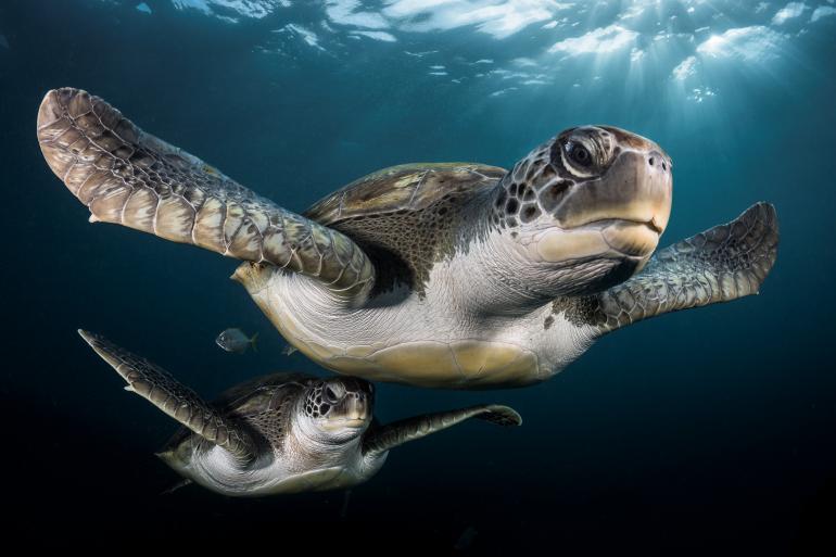 Nikon D7200 mit Tokina 10-17mm-Objektiv, bei ISO 100, f/9, 1/250 Sek. mit zwei Ikelite DS160-Blitzen und Nauticam-Unterwassergehäuse