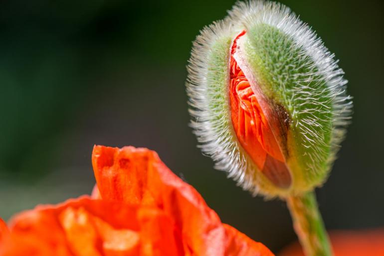 Fotograf des Jahres 2017: Letzte Gelegenheit