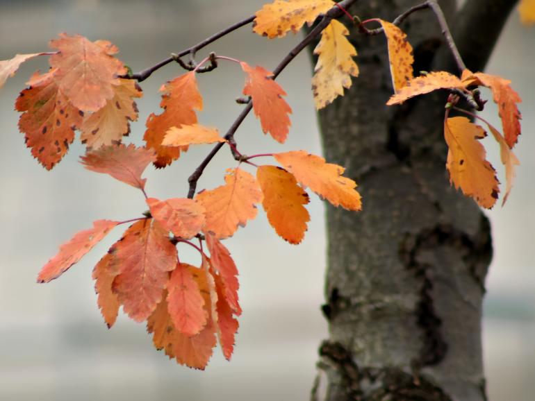 Bunte Herbstblätter: 10 schöne Nahaufnahmen aus unserer Galerie