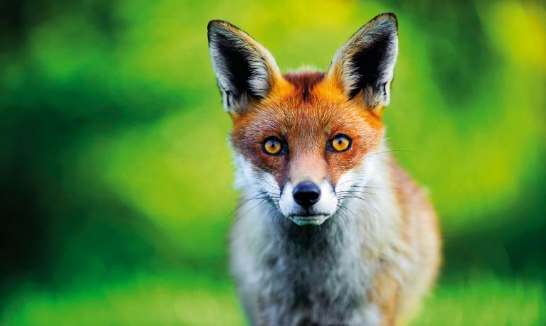 Wildlife-Fotografie: Tipps, Objektive & Deutsche Wildparks