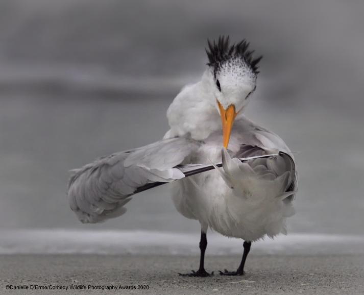 Tern turning its wings 