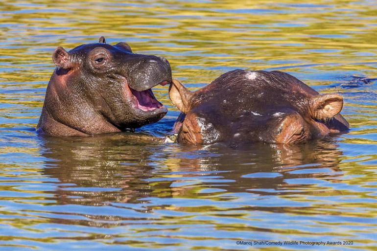 Laughing Hippo