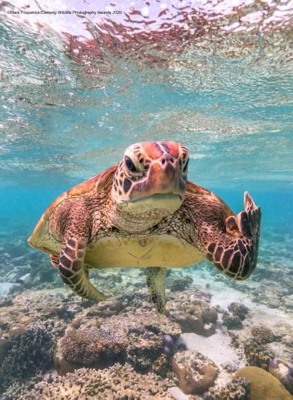 Terry the Turtle flipping the bird