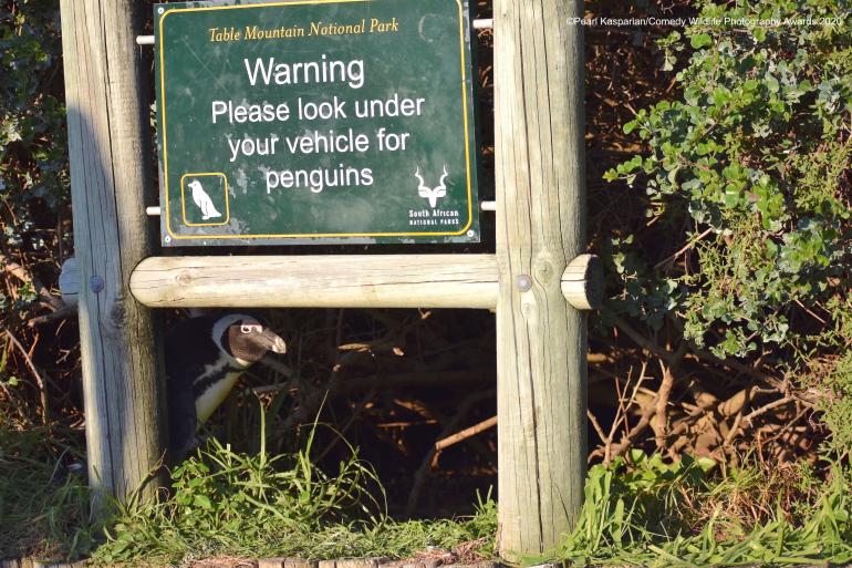 No Penguins Under Here! 