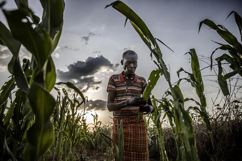 Gewinner Natur- und Tierwelt: Serie Locust Invasion in East Africa