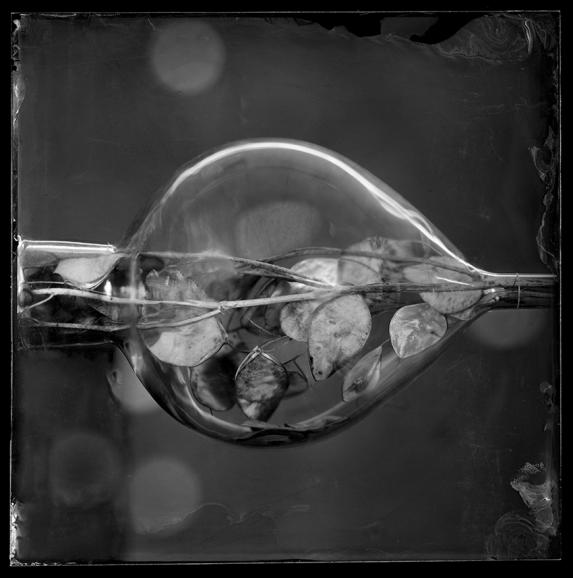 Gewinner Stillleben: Serie Still Life Composition, Shot on Wet Plate