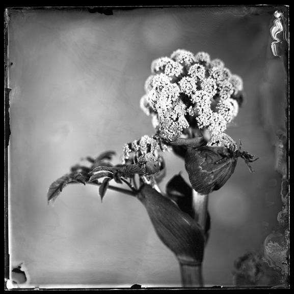 Gewinner Stillleben: Serie Still Life Composition, Shot on Wet Plate