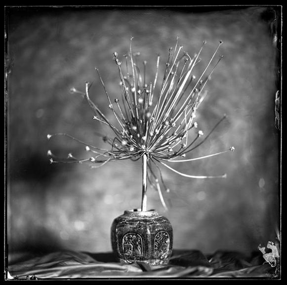 Gewinner Stillleben: Serie Still Life Composition, Shot on Wet Plate