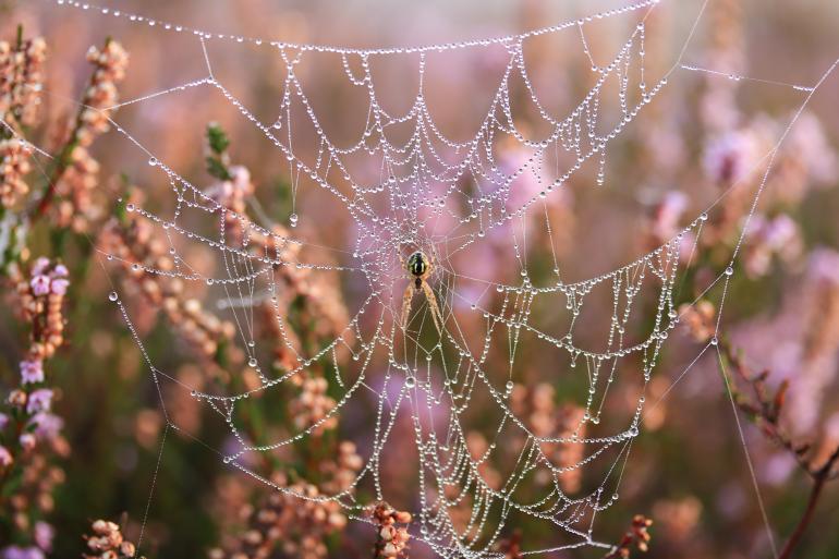 Faszinierende Tierwelten: DigitalPHOTO, Platz 1