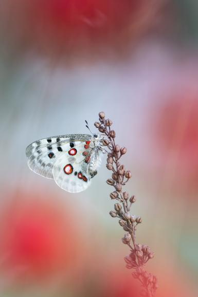 Roter Apollo vor Rot